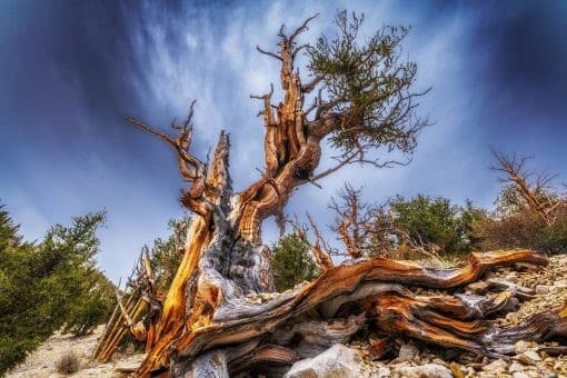 Ancient Forests and the Energy Transition